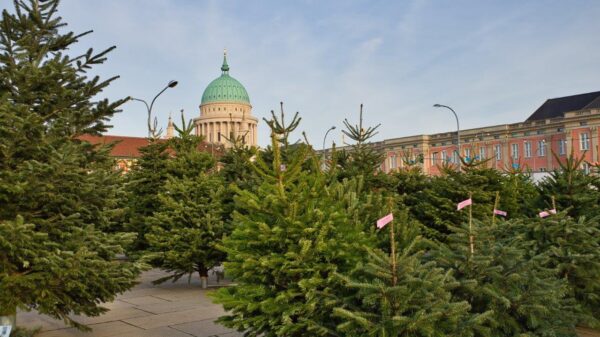 Mit Sicherheits- und Hygienekonzepten bleibt der Weihnachtsbaumverkauf weiterhin zulässig.