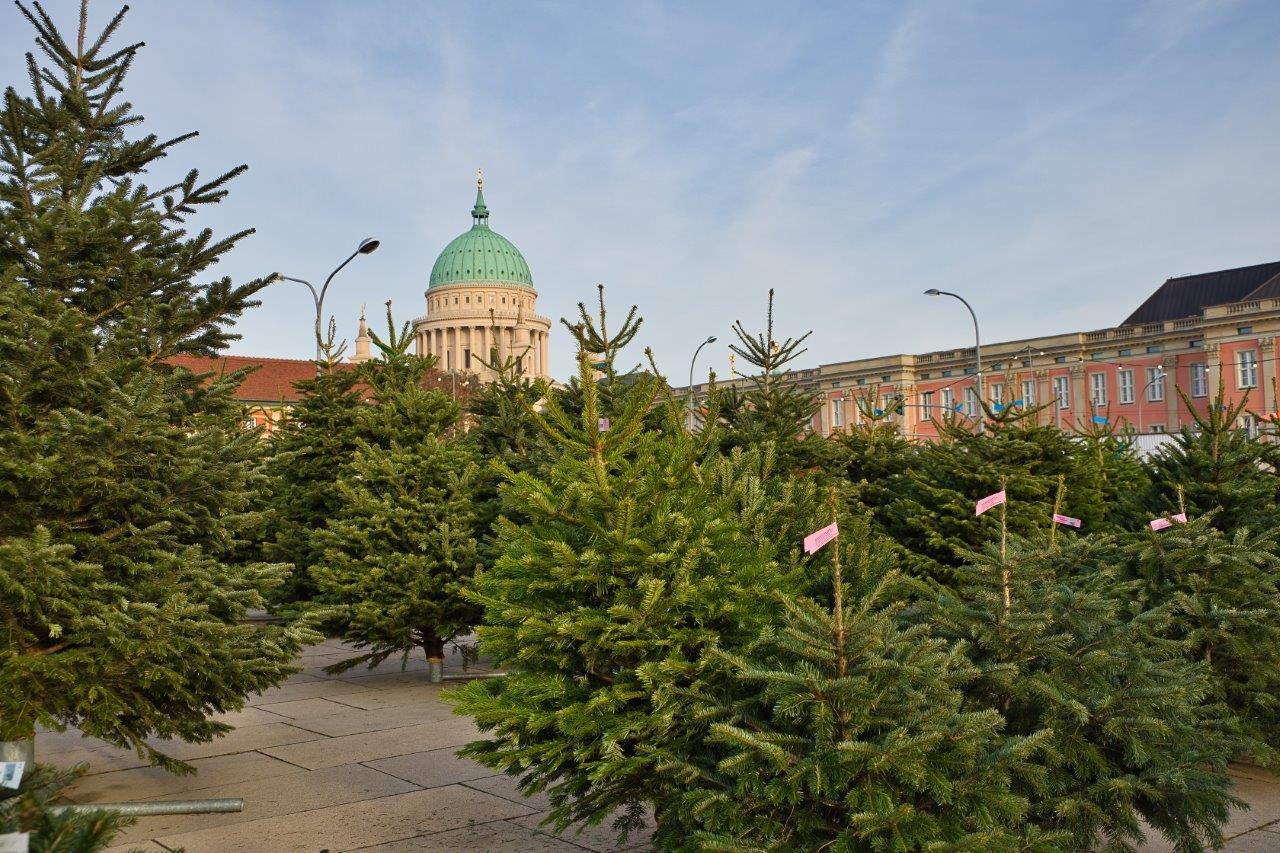 Mit Sicherheits- und Hygienekonzepten bleibt der Weihnachtsbaumverkauf weiterhin zulässig.