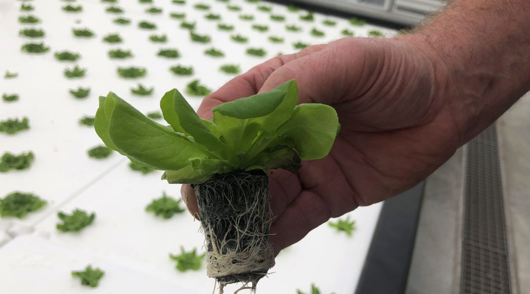 Indoor-Farming in Oberhausen Salat