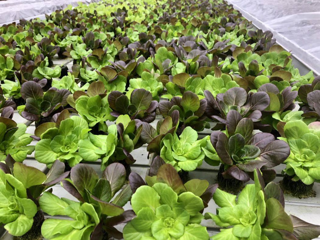 Indoor-Farming in Oberhausen Salate