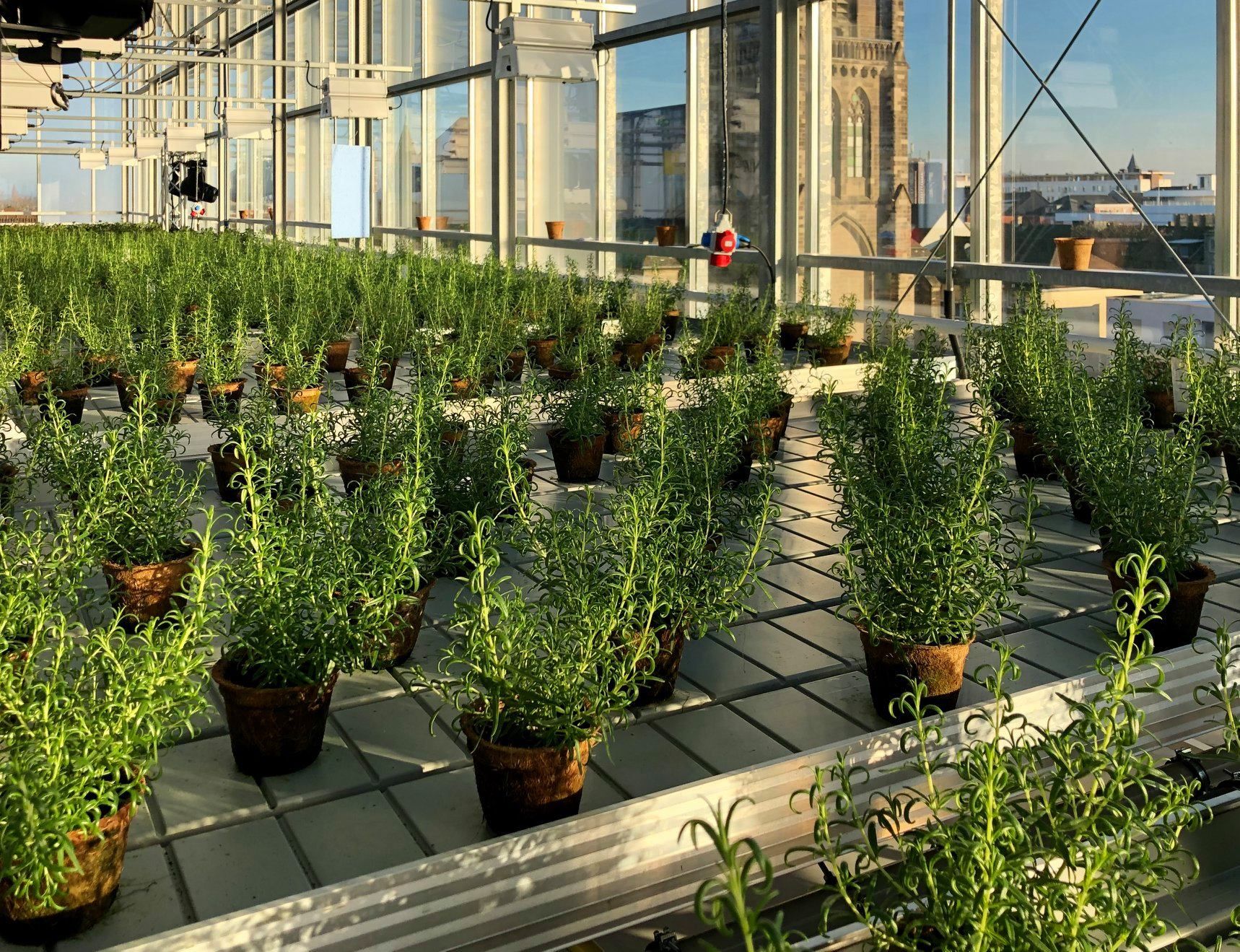 Indoor-Farming in Oberhausen