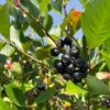 Aronia Beere