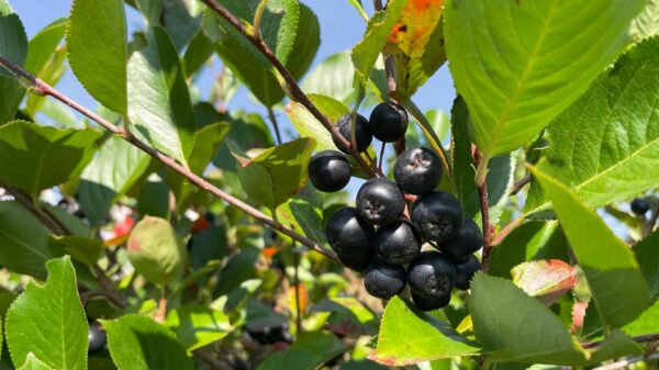 Aronia Beere