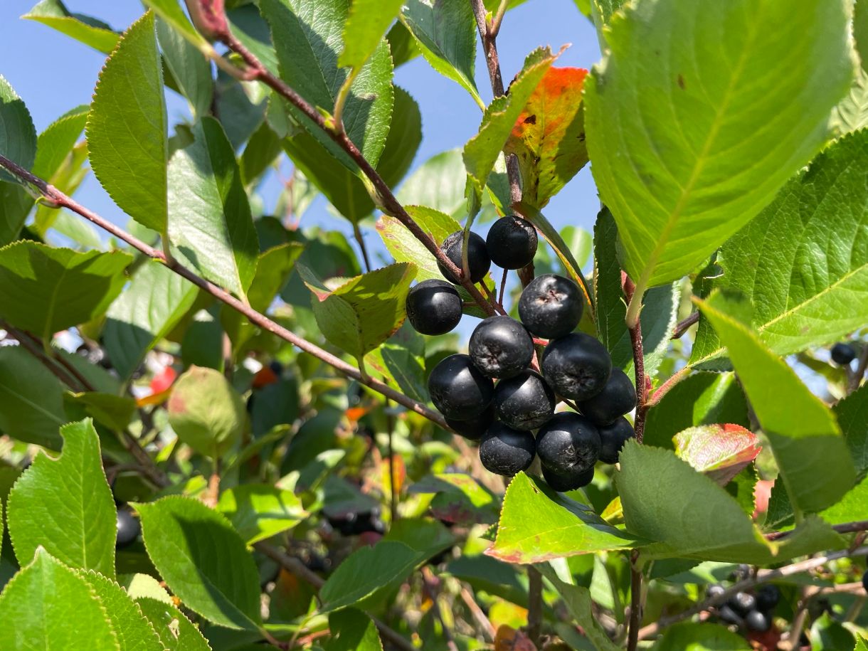 Aronia Beere