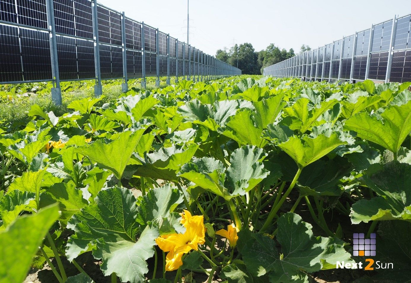 Next2Sun Agri-Solarpark in Österreich